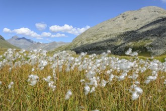 Cottongrass meadow in the Alps in a valley of the Grand Paradis National Park
