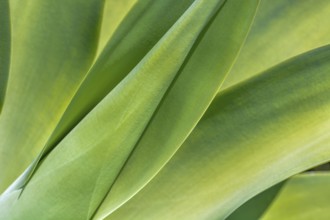 Agave in the exotic garden of Monaco. French riviera