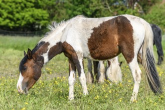 Irish cob horses in a pasture. Grazing in the French countryside in spring