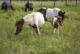 Horses in a pasture in the French countryside in spring