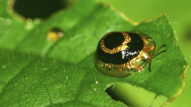 Scale Insect, Coccoidea, Hemiptera, Tropical Rainforest, Napo River Basin, Amazonia, Ecuador,