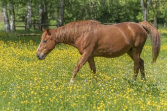 Horse in a green pasture filled with yellow buttercups. Bas-Rhin, Collectivite europeenne d'Alsace,