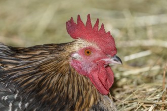 Farmyard rooster portrait with colorful plumage lying in the hay in the sun, free-range breeding in