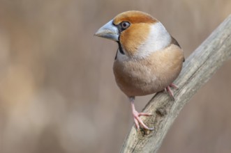 Hawfinch (Coccothraustes coccothraustes) perched on a branch in the forest in winter. Bas-Rhin,