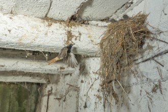Black Redstart male (Phoenicurus ochruros) bringing food in flight to its chicks at nest. Alsace,