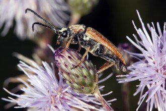 Leptura rubra, red-necked ram, longhorn beetle