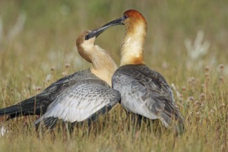 Black-faced Ibis, Theristicus melanopsis, feeding young bird, Patagonia, Argentina, South America