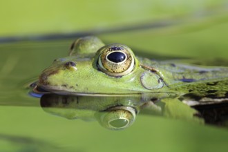 Edible Frog, Pelophylax esculentus