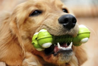 Golden Retriever young dog portrait with toy bone