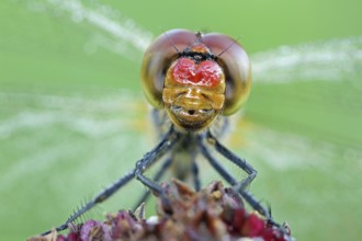 Vagrant darter, Sympetrum vulgatum