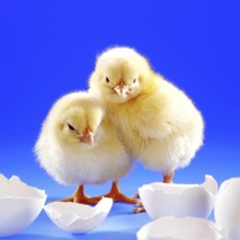 Two freshly hatched chickens, chicks, symbol photo, Easter, birth, eggshell, egg, symbol photo,