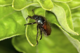 Phylloperta horticola, Garden Foliage Beetle, Garden Foliage Beetle