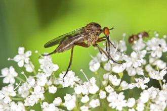 Empis livida, Empis livida, Dagger Fly