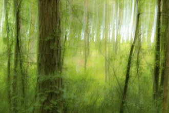 Dreamy forest with an atmospheric ambience. Dreamy atmosphere in a Summer Forrest