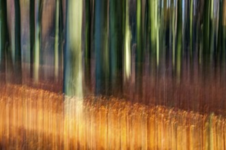 Motion background photo of an autumn forest as an abstract image with autumn colours. Motion