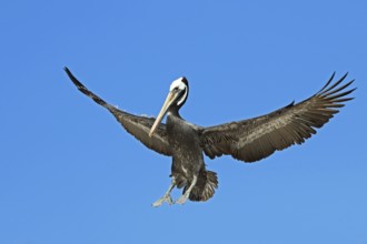 Brown pelican, Pelecanus occidentalis, landing, Chile, South America
