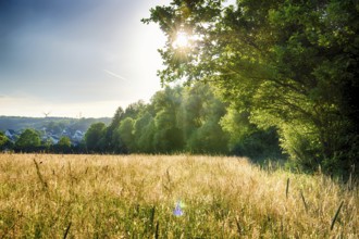 Evening sun in summer