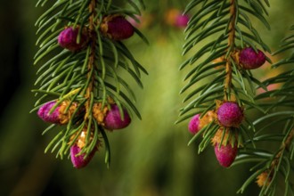 Young cones on a tree in springtime in the forest. New cones on a tree in springtime in the forest