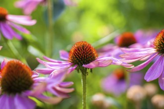 Macro shot of the diversity in the organic garden in midsummer in Germany. Summertime in the