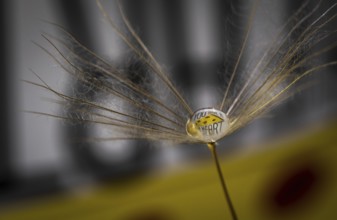 Dandelion, taraxacum, seeds with droplet of dew and sentence you have a heart. Macro, Selective