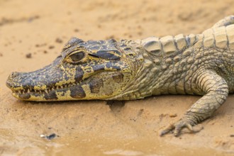 Spectacled caiman (Caiman crocodilus yacara), Crocodile (Alligatoridae), crocodile (Crocodylia),