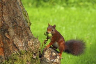 A busy squirrel gathering nuts from a hazelnut tree