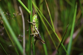 A view of a grasshopper in natural habitat on green grass