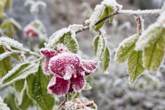 A selective focus shot of a frosted rosen covered with snow in the garden on a winter day