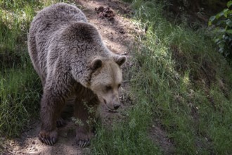 Brown bear (Ursus arctos) in the forest