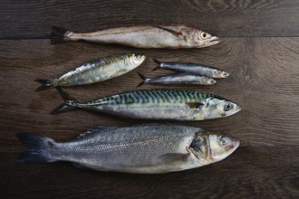 Fresh fishes mix hake seabass sardine mackerel anchovies