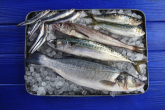 Fresh fishes mix hake seabass sardine mackerel anchovies on ice and blue wood