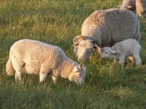 Two sheep and a lamb grazing on a green meadow, Borken, münsterland, Germany, Europe