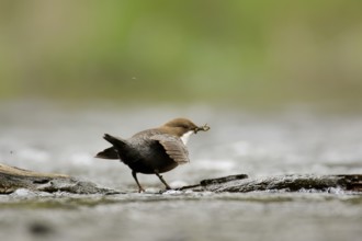 White-throated Dipper in a river. White-Throated Dipper in a river