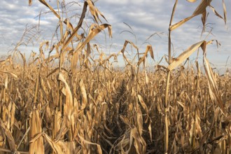 Agricultural field with corn autumn. Corn Field autumn