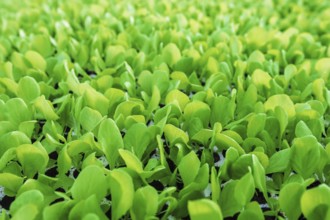 Lettuce seedlings, Green lettuce plants vegetable background. Lettuce farm