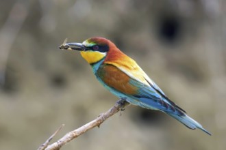 European Bee Eater (Merops Apiaster)