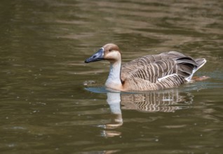 Swan Goose