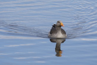 Greylag Goose, Fowlmere Reserve, Cambridgeshire, England, United Kingdom, Europe