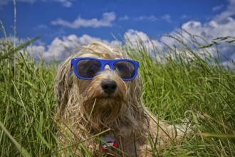 A wet dog lies completely relaxed with blue sunglasses in a meadow in the background a beautiful