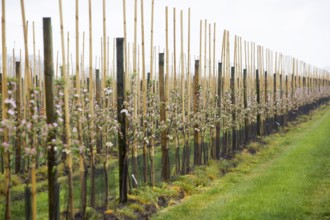 Apple plantation, Altes Land, Lower Saxony, Germany, Europe