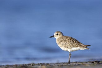 Little Ringed Plover, (Pluvialis squatarola), animal, animals, bird, birds, biotope, habitat,
