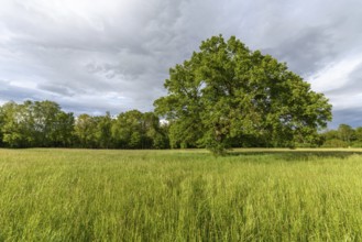 Large oak tree in a clearing in spring. France, Alsace