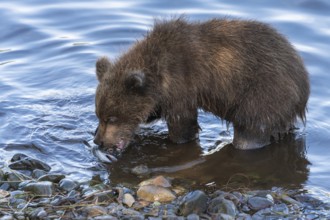 Cute brown bear cub eating caught red salmon fish standing on river bank. Wild animal child in