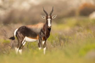 Bontebok, (Damaliscus pygargus), antelope, Table Mountain National Park Cape of Good Hope Nature