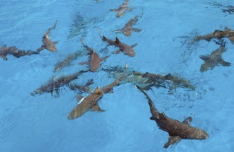 Lemon Sharks at the surface, Negaprion brevirostris, Bahamas, Atlantic Ocean, Central America