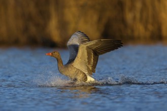 Greylag goose, Anser Anser, flight photo, sideways, landing in the water, Wagbachniederung,