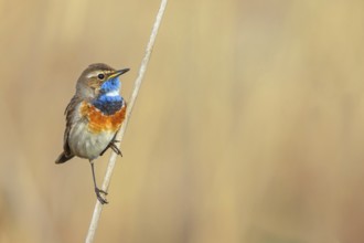 White-throated bluethroat (Luscinia svecica), Luscinia svecicus, Hockenheim, Baden-Württemberg,