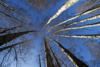 Primeval forest Urwald Sababurg, Hofgeismar, Weser Uplands, Weserbergland, Hesse, Germany, Europe