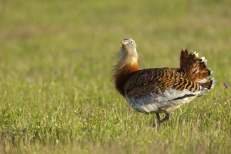 Great bustard (Otis tarda), Outarde barbue, Avutarda Común, Spain, Toledo, Hides De Calera / Great
