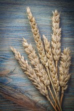 Wheat rye ears on vintage wood board food and drink concept